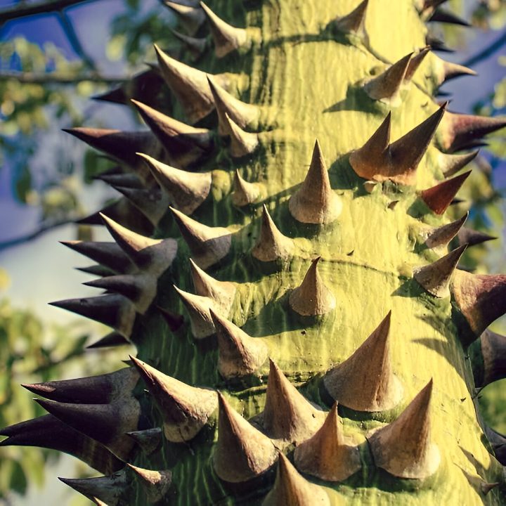 Kapok, Floss Silk Tree (Ceiba (Chorisia) speciosa)