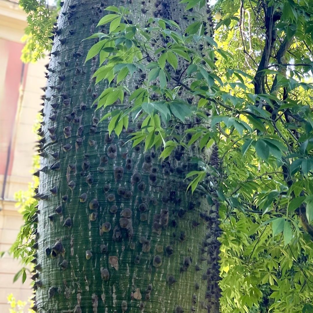 ceiba speciosa Napoli