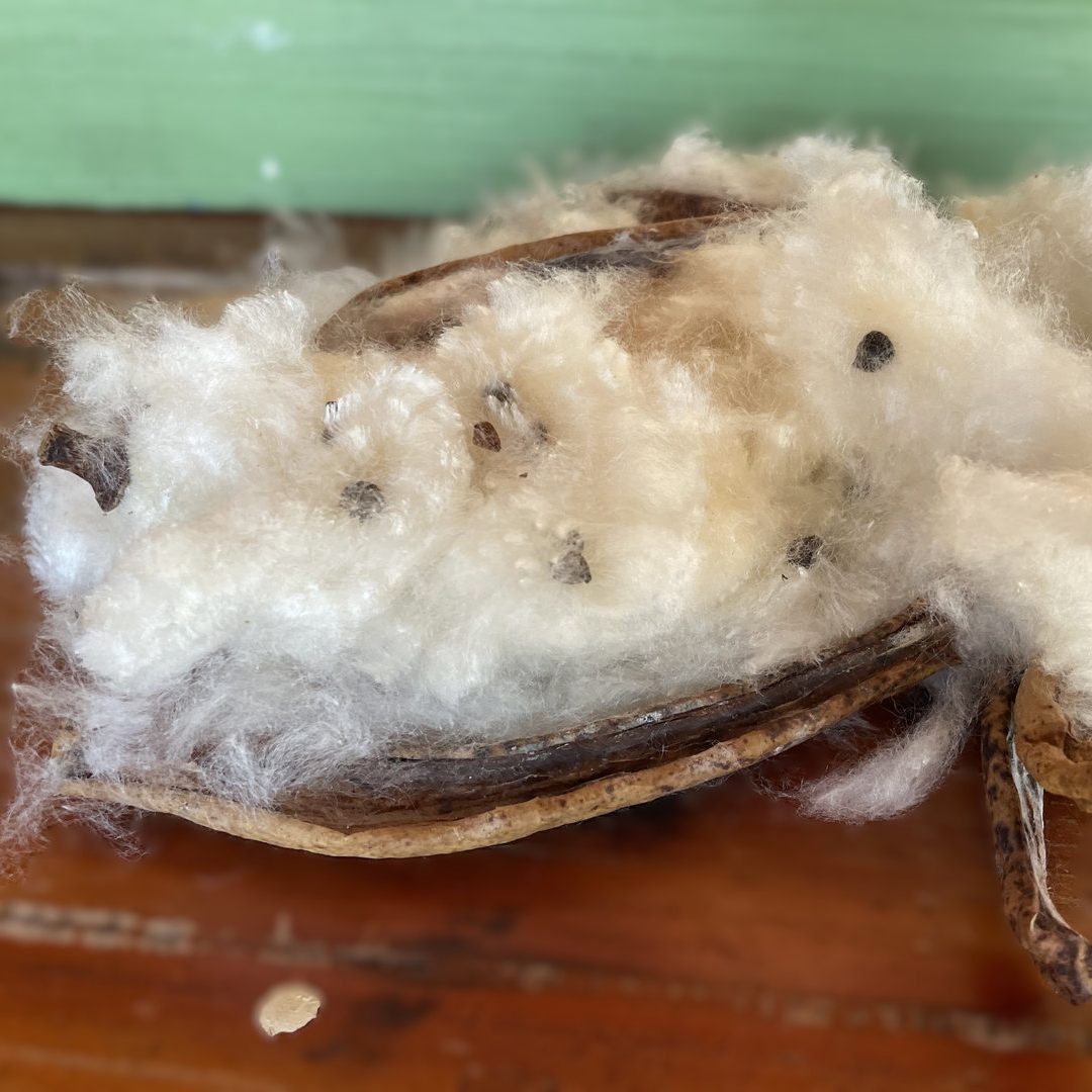 frutto ceiba speciosa modificata…